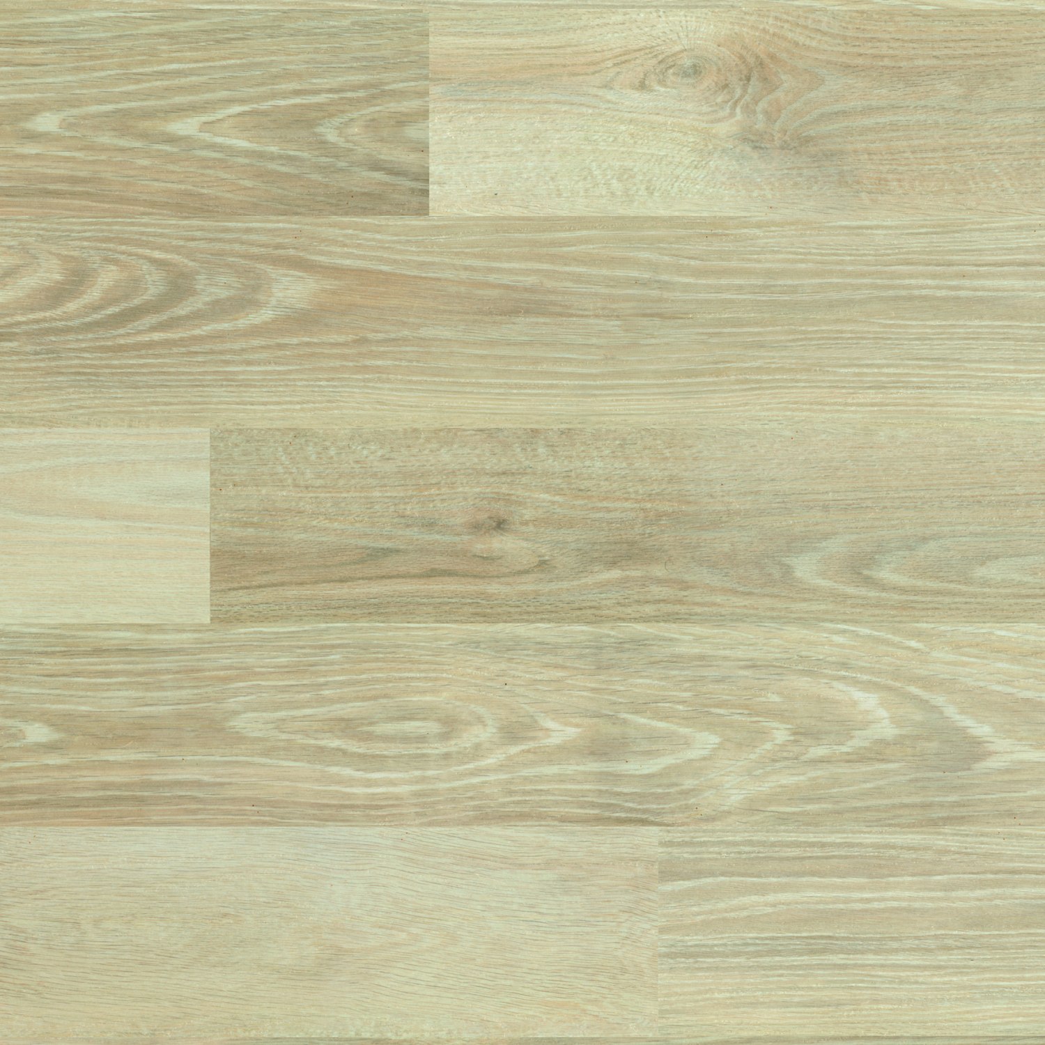 New England Elm (4433)