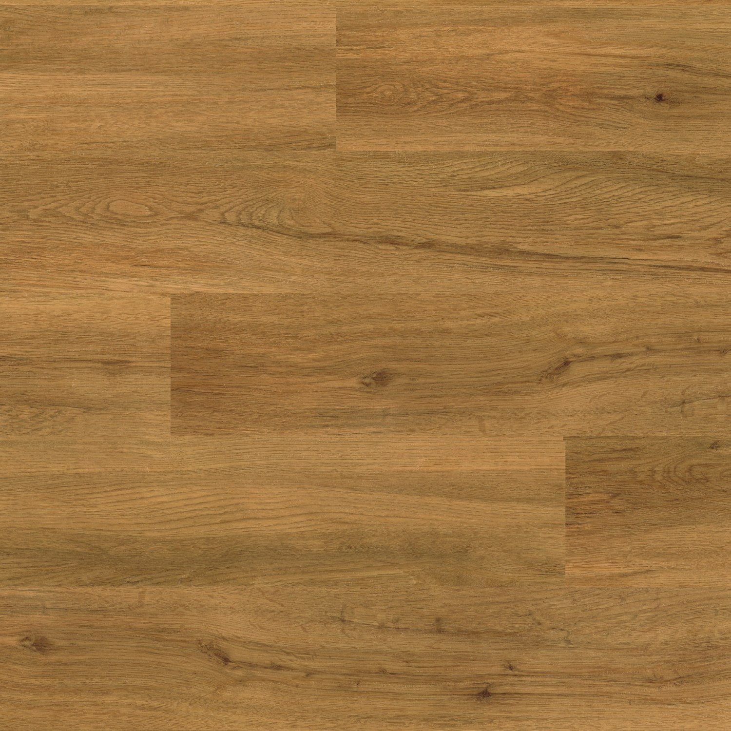Schoolhouse Oak (4434)