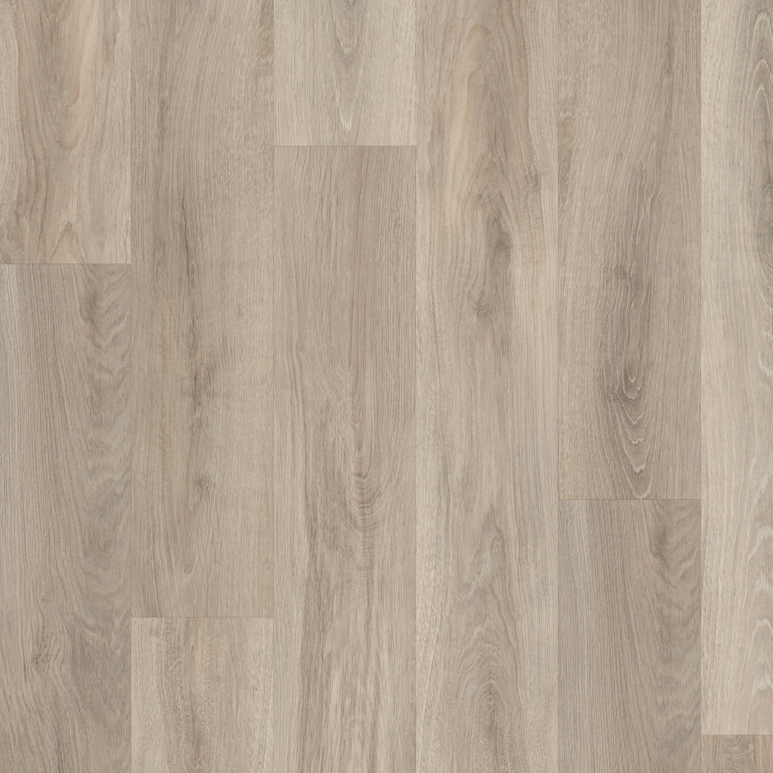 Waterside Oak (PLK2256)